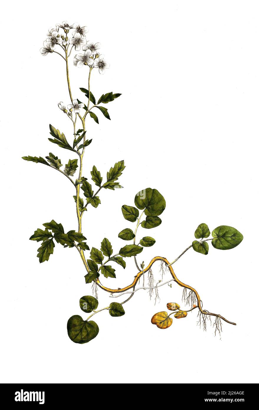 Bitteres Schaumkraut, Cardamine amara, auch Falsche Brunnenkresse oder Bitterpresse / Cardamine amara, bekannt als große Bitterkresse, historische, digital verbesserte Reproduktion eines Originals aus dem 19.. Jahrhundert / digital restaurierte Reproduktion einer Originalvorlage aus dem 19. Jahrhundert, das Originaldatum ist nicht bekannt Stockfoto