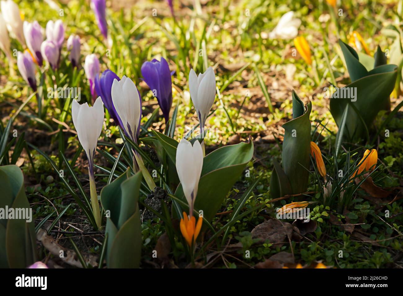 Der erste Frühlingskrokus blüht auf einer Lichtung im Park. Das Erwachen der Natur Stockfoto