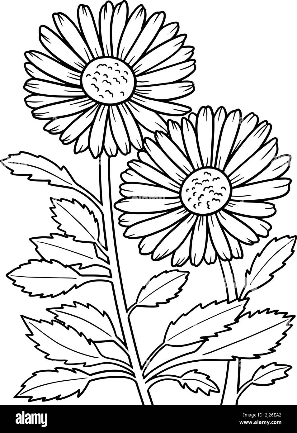 Leucanthemum Daisy Flower Coloring Seite für Erwachsene Stock Vektor