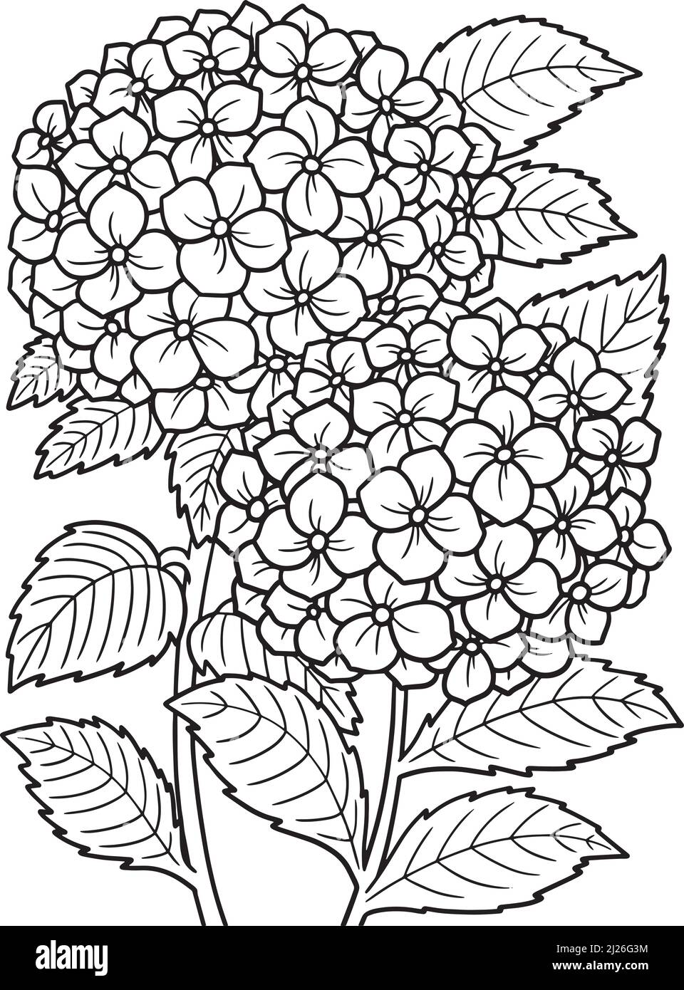 Hortensia Flower Coloring Seite für Erwachsene Stock Vektor