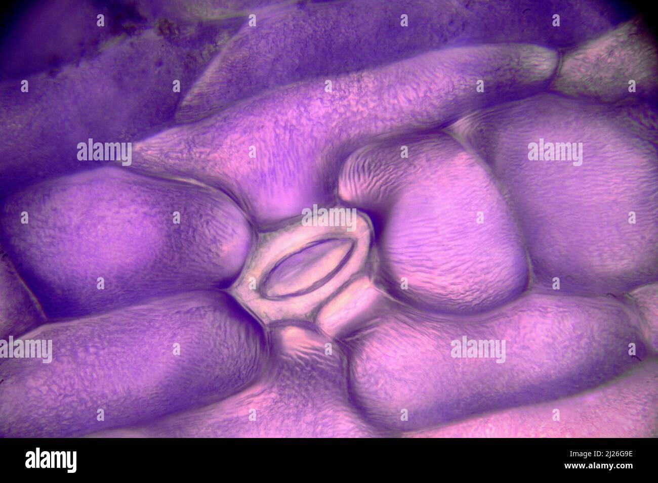 Blüte Blatt einer Blume eines Tintenschers Stockfoto