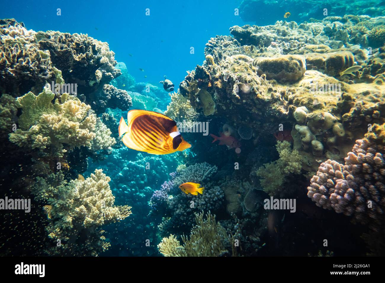 Gelber bunnerfisch auf einem Korallenriff im Roten Meer, Ägypten. Schnorcheln Tauchen und Tauchen Hintergrund. Unterwasseraufnahme Stockfoto