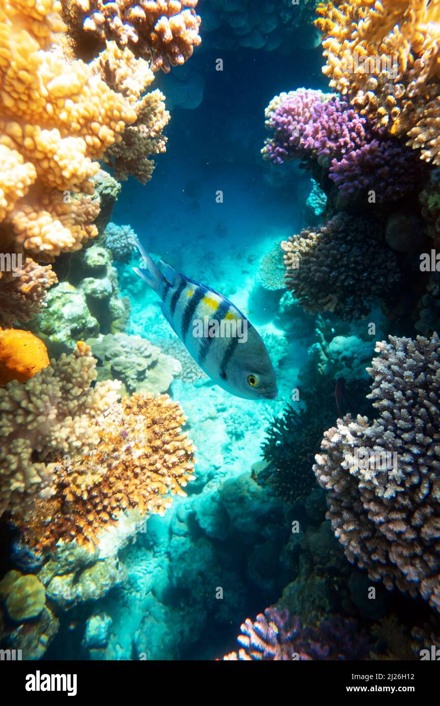 Sergeant Major Fish School (Abudefduf saxatilis oder Pintano) auf einem Korallenriff im Roten Meer, Ägypten. Schnorcheln Tauchen und Tauchen Hintergrund. Unterwasseraufnahme Stockfoto