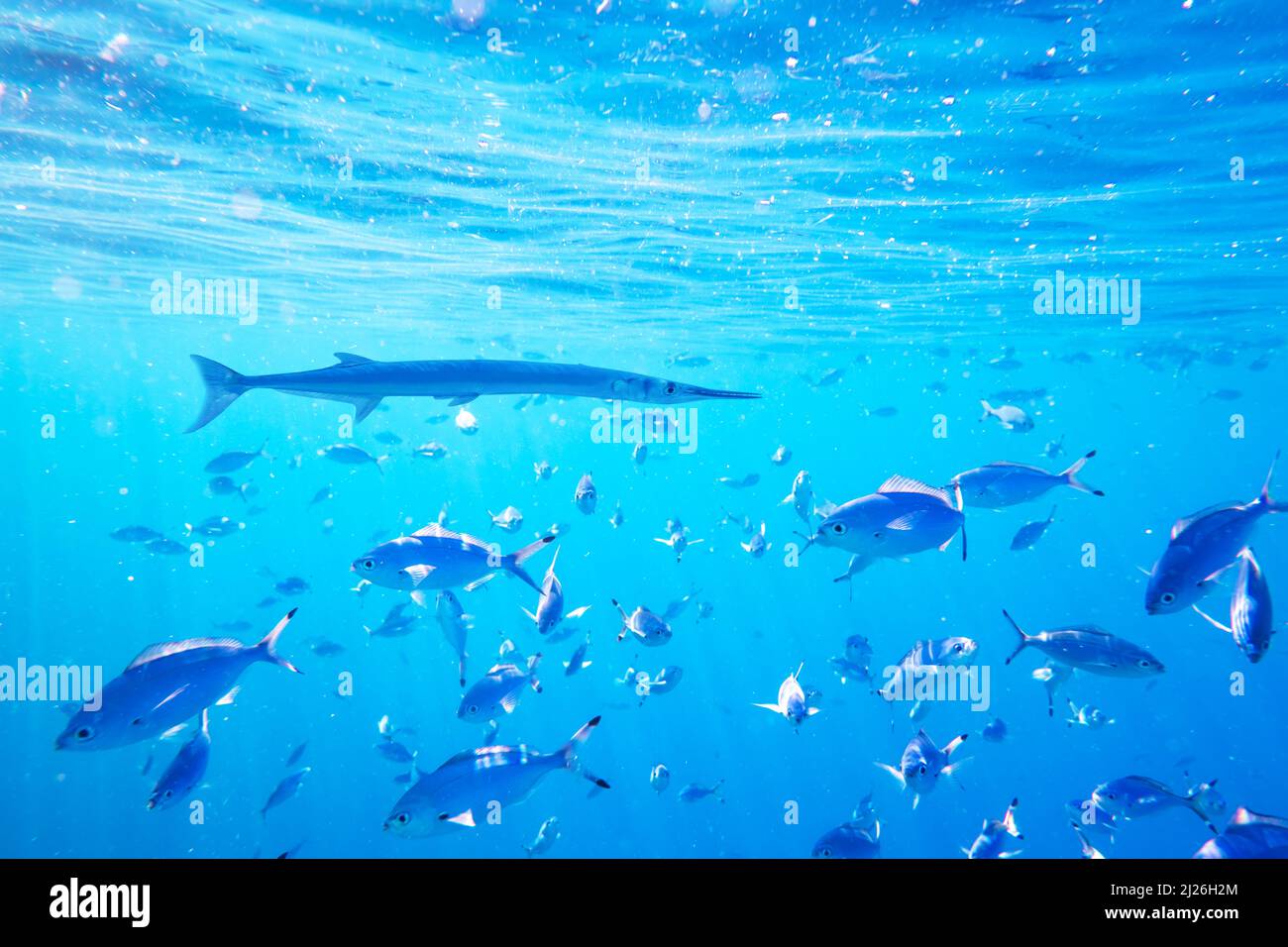Nadelfische in der Schule des Schwimmens und Fütterns von Caesio suevica-Fischen in der Wasseroberfläche des Roten Meeres. Unterwasserfotografie, Tauchen und Schnorcheln im Hintergrund Stockfoto