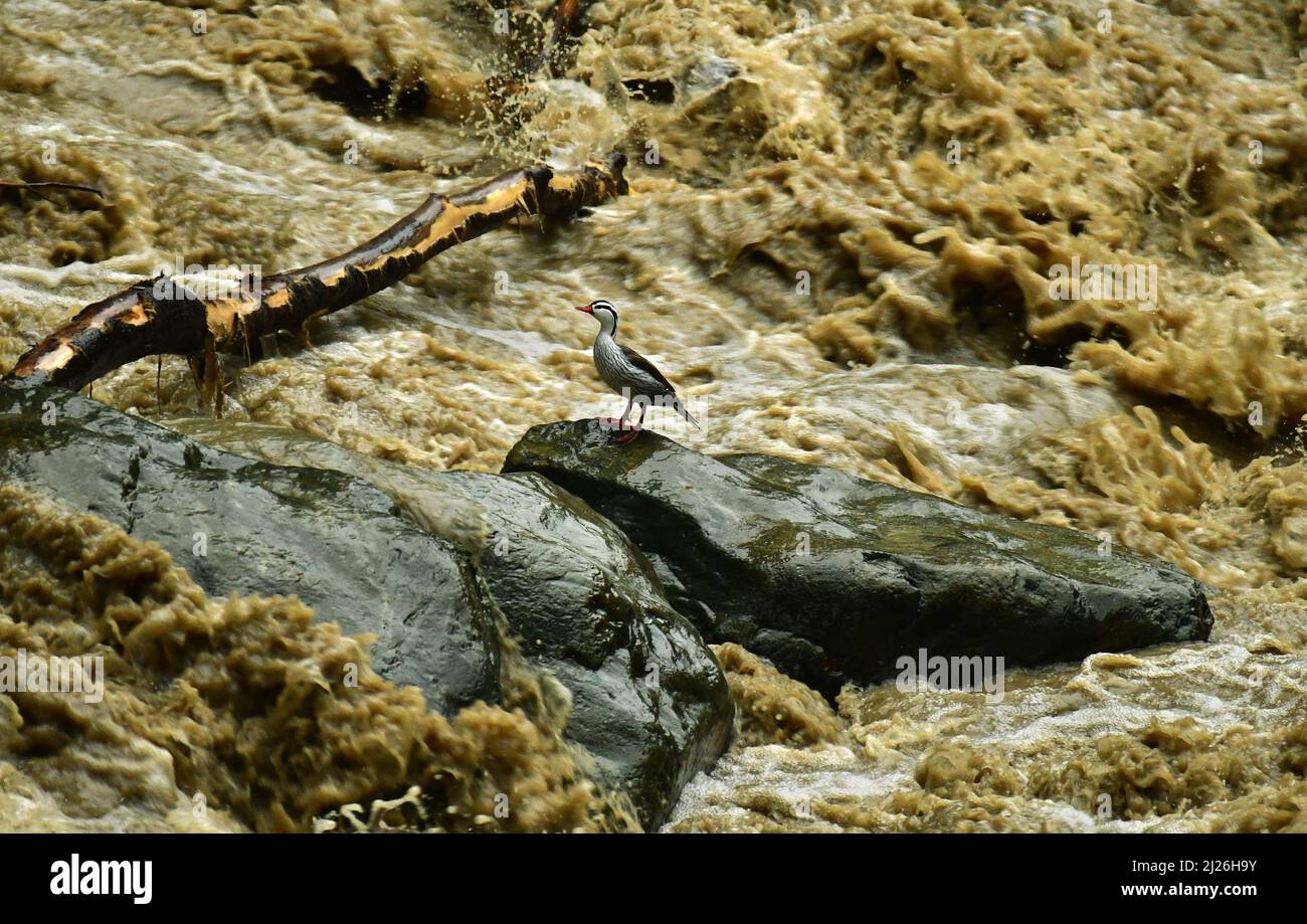 Eine männliche Torrent-Ente (Merganetta armata), die auf einem Felsen an einem schnell fließenden wilden Fluss thront. Valle del Cauca, Kolumbien, Taucher, Ente, männlich, Taff anim Stockfoto