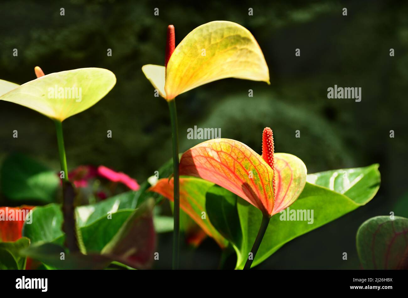 Mehrfarbige Blumen von Malern oder (Anthurium andraeanum) in einem Garten an einem sonnigen Tag. Valle Deal Cauca, Kolumbien Stockfoto