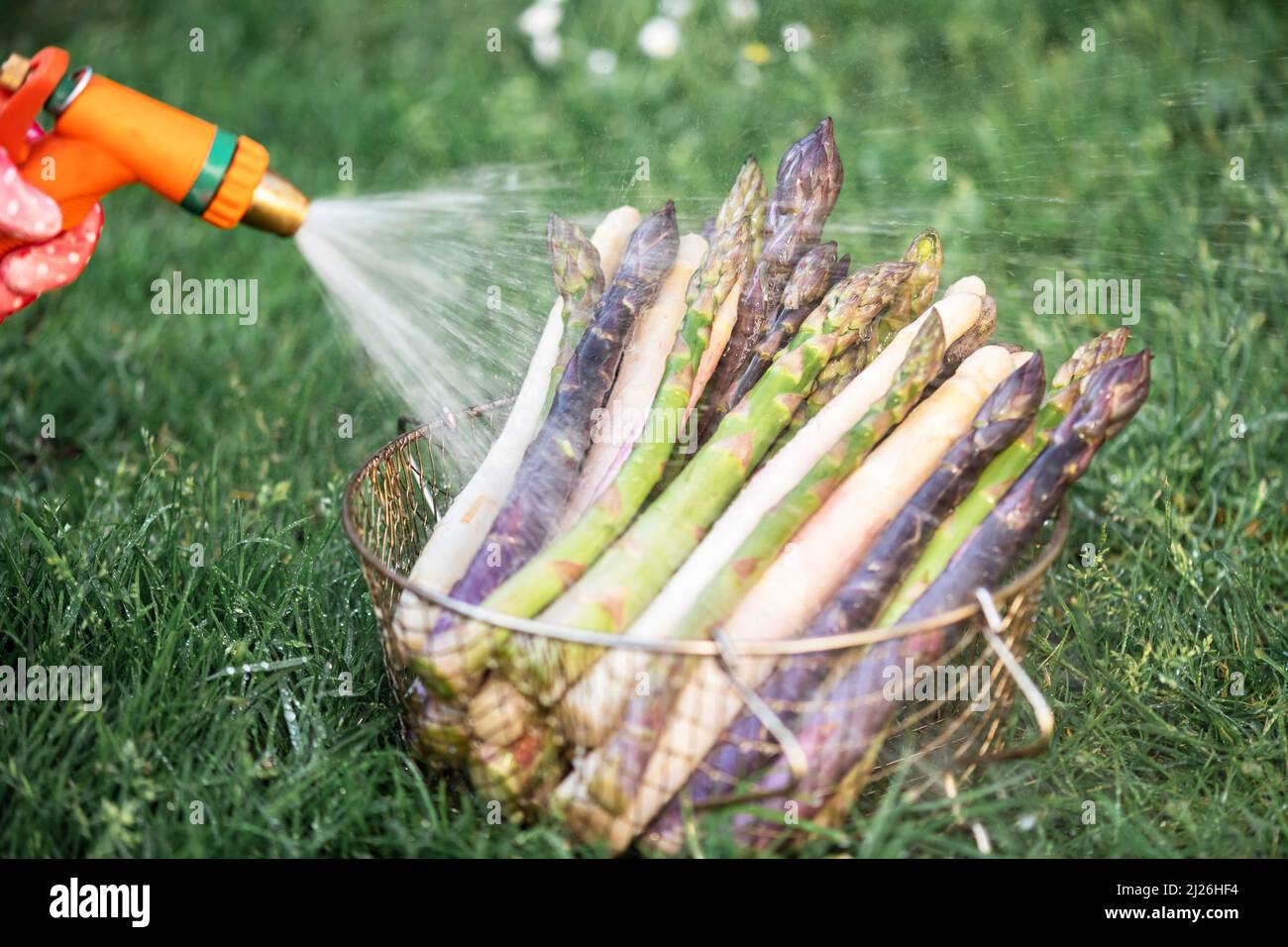 Bauer wäscht Spargelsprossen mit Gartenschlauch. Frische grüne, violette und weiße Spargelsprossen. Food-Fotografie Stockfoto