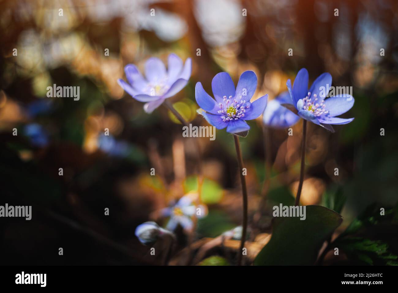 Wunderschöne blaue Frühlingsblume in Waldblättern aus der Nähe. Makrofotografie in der Natur Stockfoto