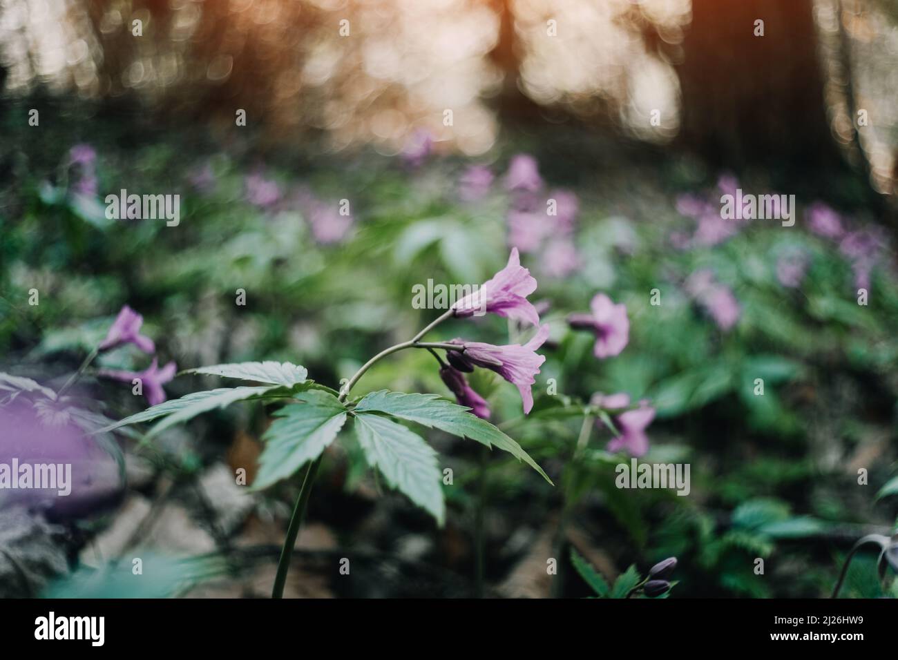 Wunderschöne purpurrote Frühlingsblume in Waldblättern aus der Nähe. Makrofotografie in der Natur Stockfoto