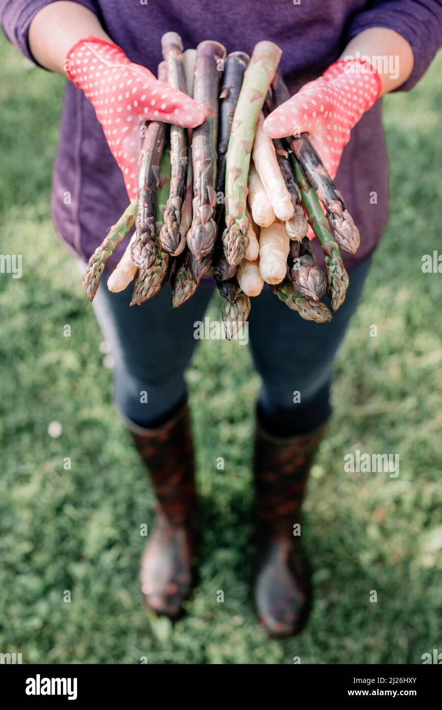 Spargel sprießt in den Händen eines Bauern auf grünem Gras Hintergrund. Frische grüne, violette und weiße Spargelsprossen. Food-Fotografie Stockfoto