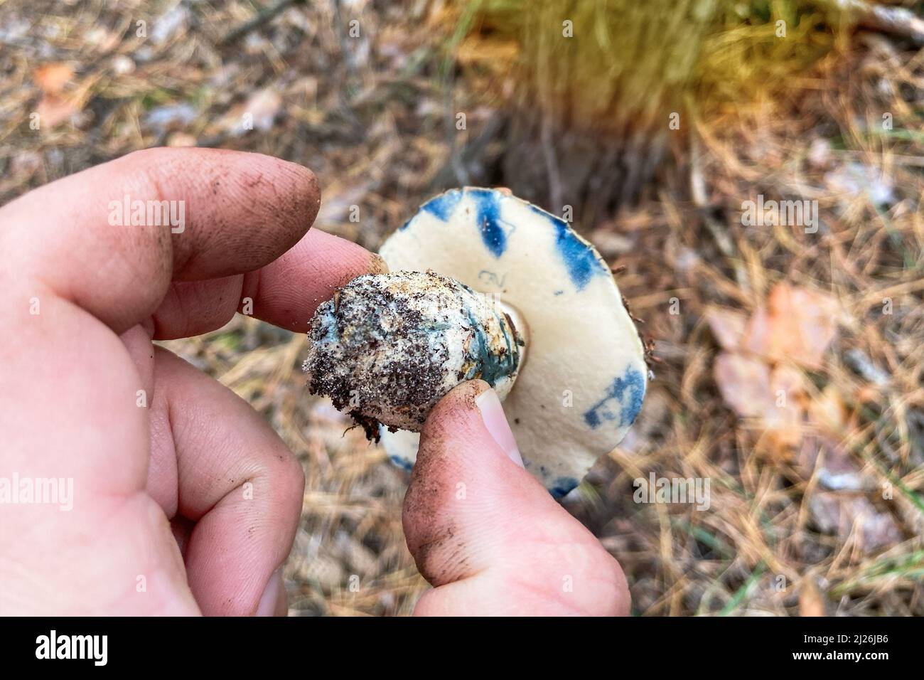 Gyroporus cyanescens. Männliche Hand hält die frischen, leckeren Pilze. Natur des Herbstwaldes. Saison der Pilze im Wald. Stockfoto