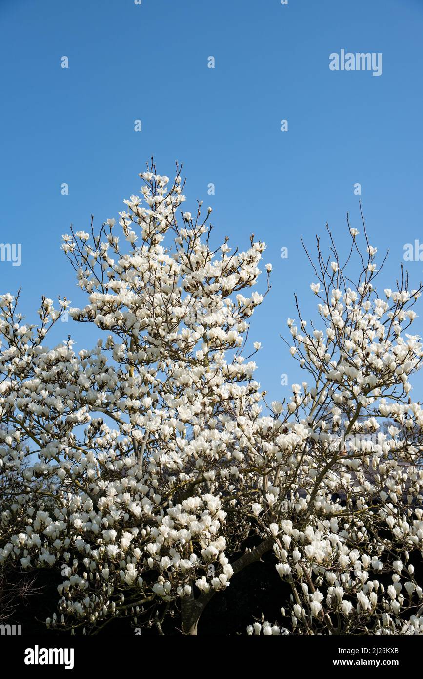 Weiße Magnolien blühen an einem sonnigen Tag im Garten Stockfoto