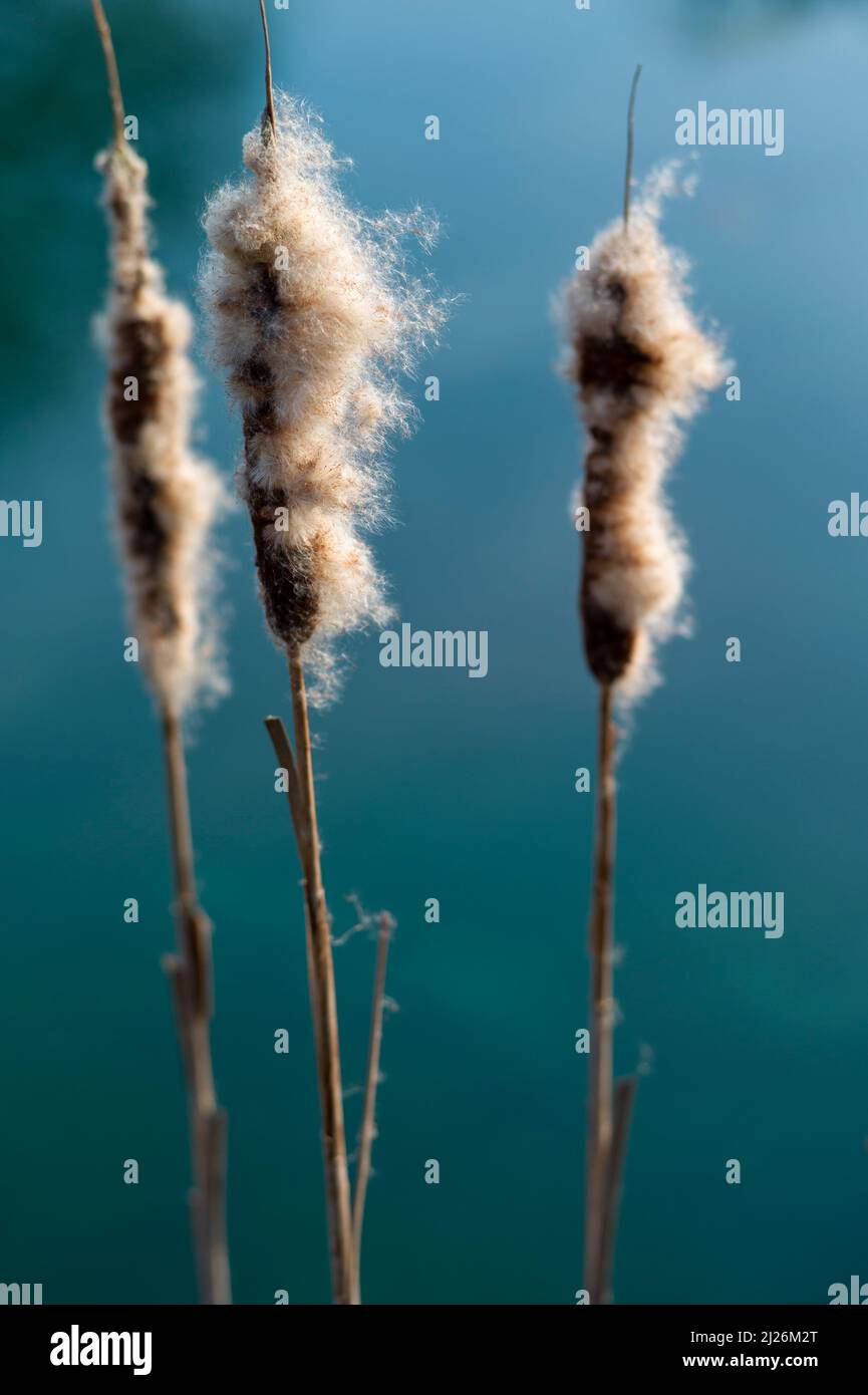 Drei Binsen in Samen am Rand eines Teiches Stockfoto