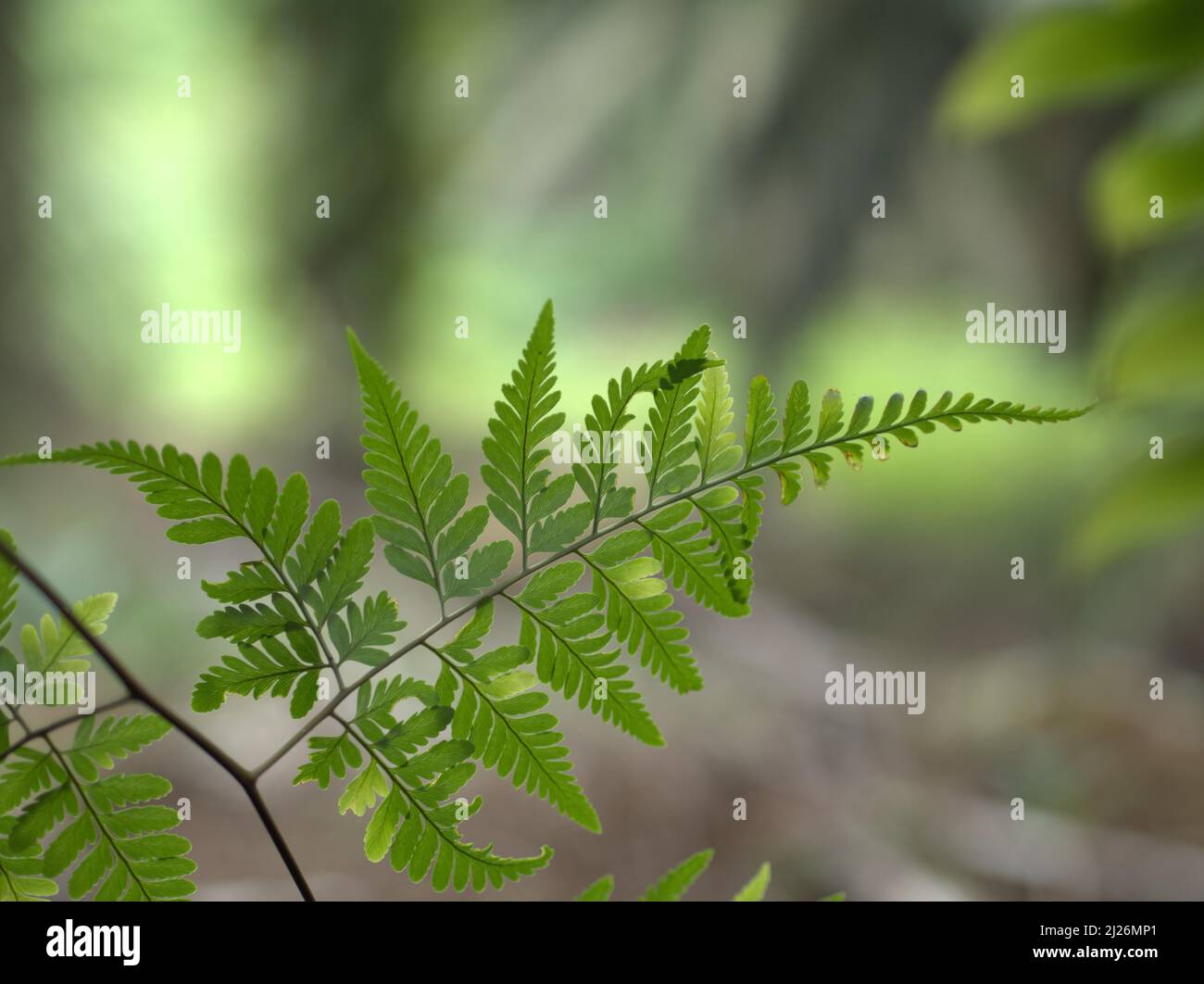 Schöne Leatherleaf Farn Nahaufnahme bei Blur Natural Forest Hintergrund Daun Pakis Stockfoto