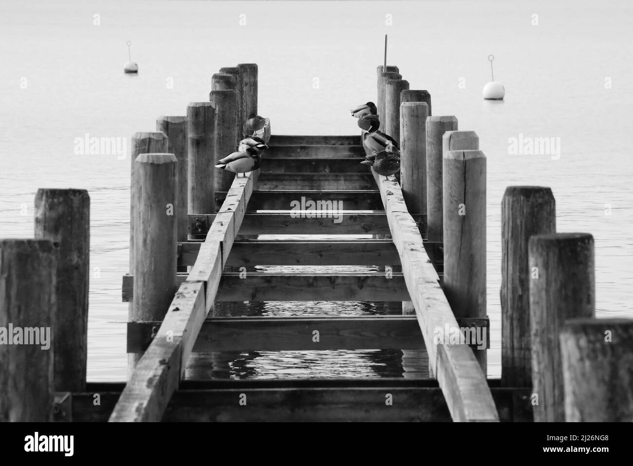 Steg with Enten darauf Stockfoto