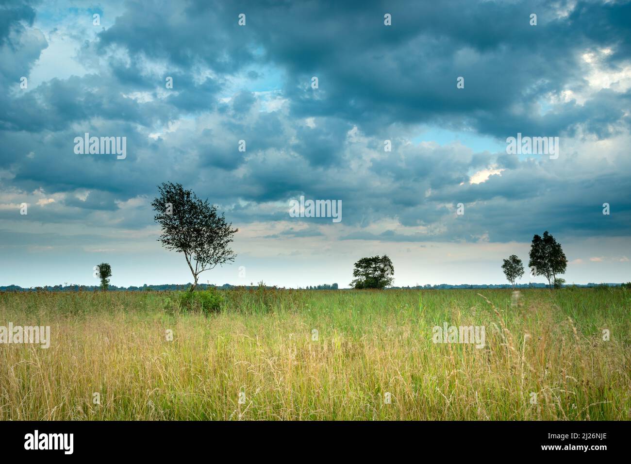 Wolkiger Himmel über einer wilden Wiese mit Bäumen, Blick auf den Sommer, Nowiny, Polen Stockfoto