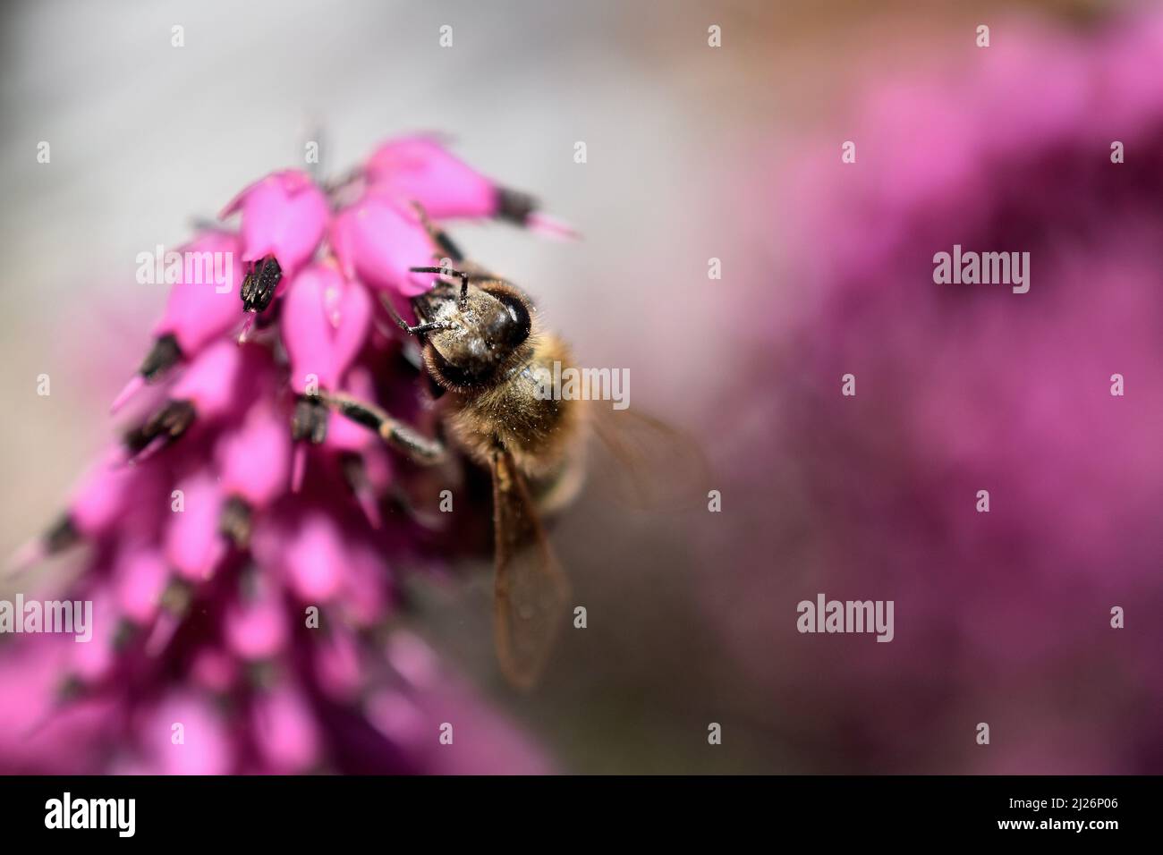 Biene sitzt auf einer Blume (Nahaufnahme) Stockfoto