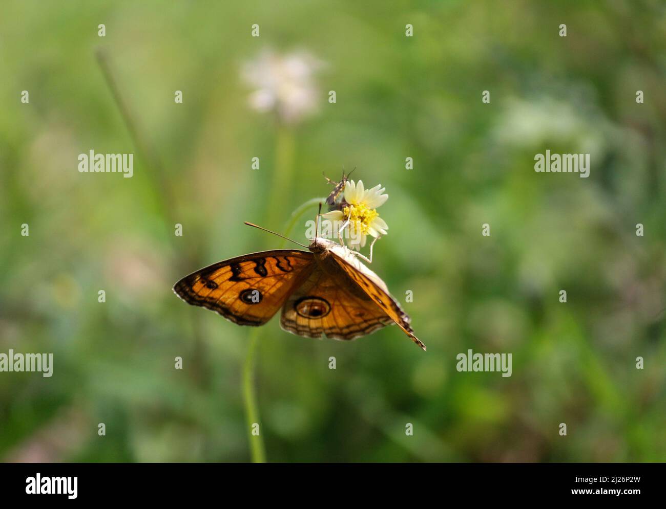 Ein orangefarbener Schmetterling thront auf einer weißen Blume Stockfoto