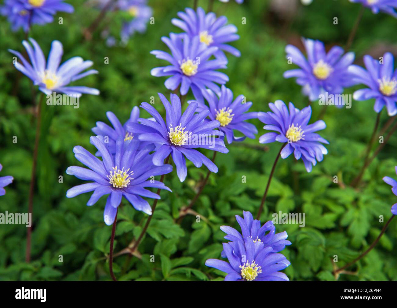 Anemone blanda, griechische Windblumen oder Winterwindblumen blühen im Garten Stockfoto