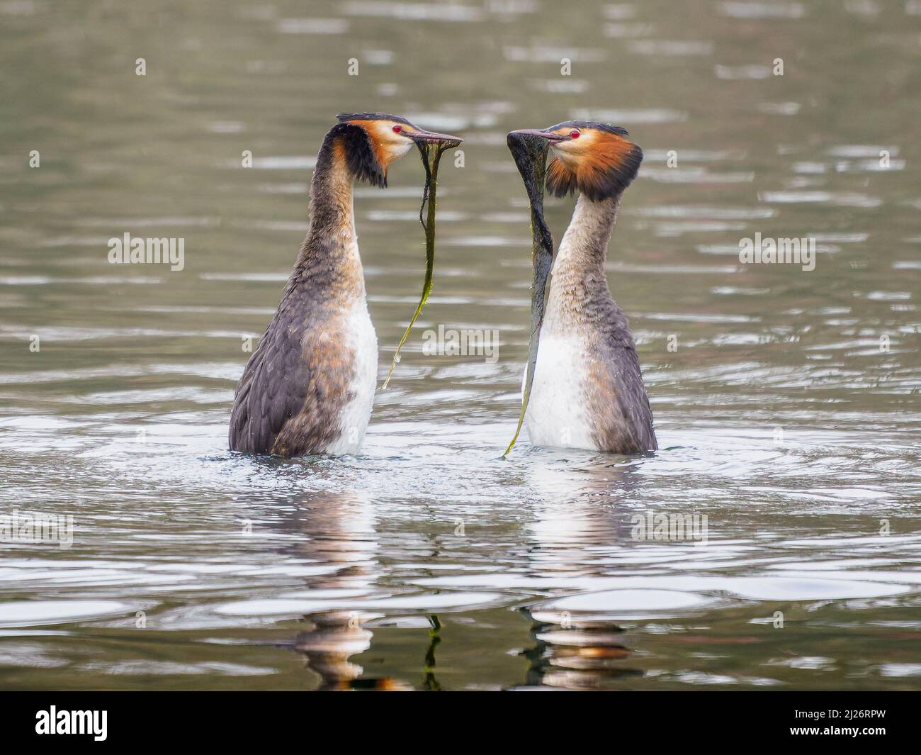 Der große Haubentaucher (Podiceps cristatus) Balztanz. Spring Time Courting Dance / Display Stockfoto