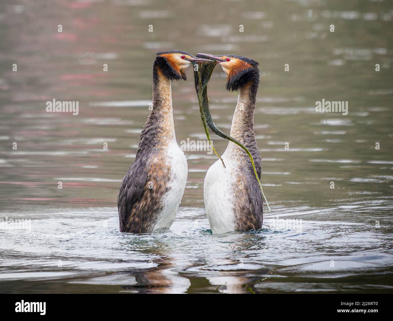 Der große Haubentaucher (Podiceps cristatus) Balztanz. Spring Time Courting Dance / Display Stockfoto