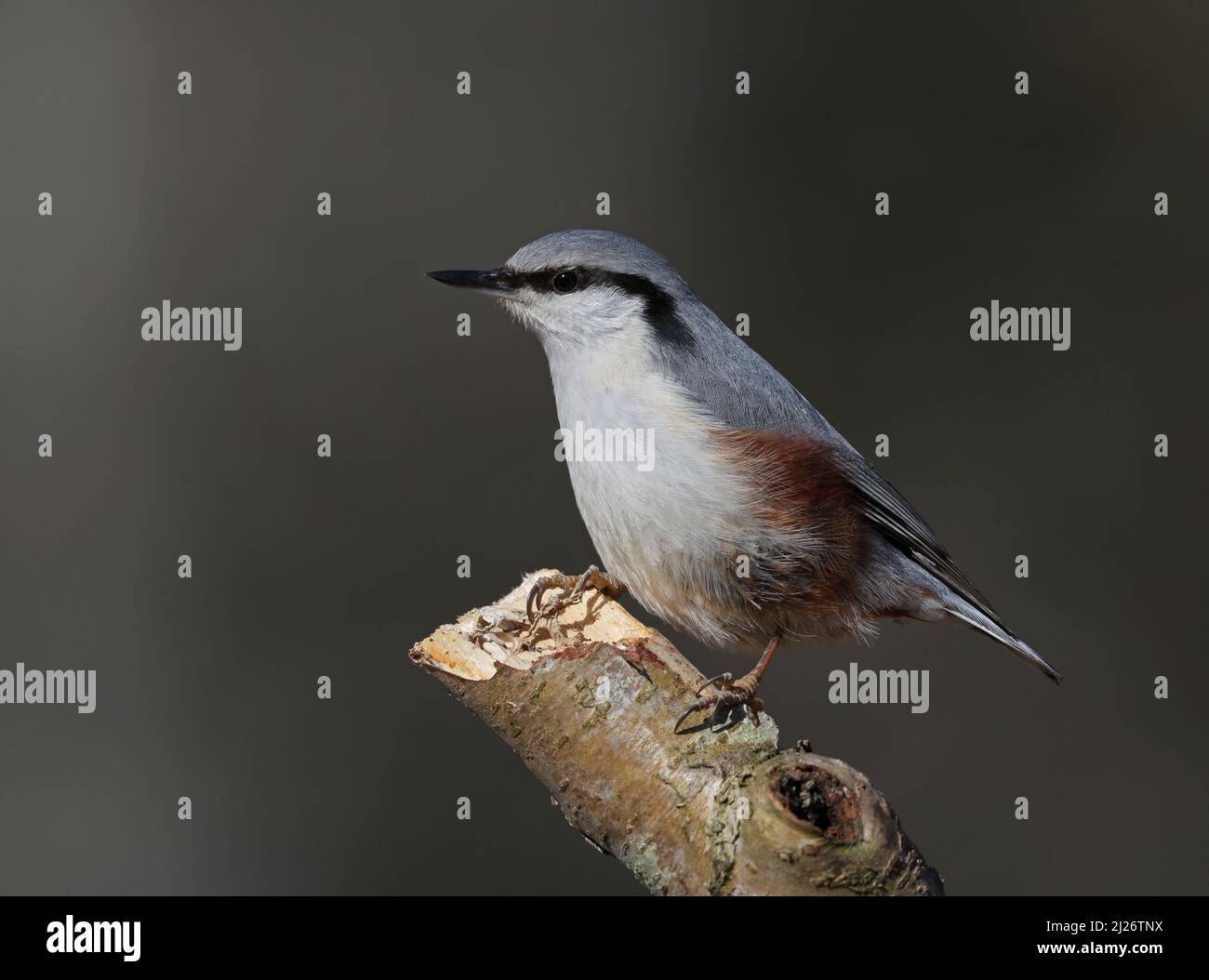 Nuthatch, eurasischer Nuthatch, Sitta europaea Stockfoto