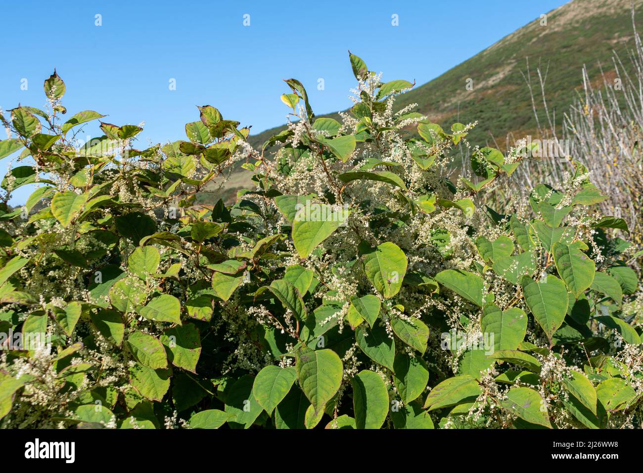 Blühende, aufrechte Stängel japanischer Knoblauchkraut an einem blauen Himmel und grasbewachsenen Hügel. Eine Fülle von weißen Blüten auf Zickzack-Stielen typisch für diese invasive Stockfoto