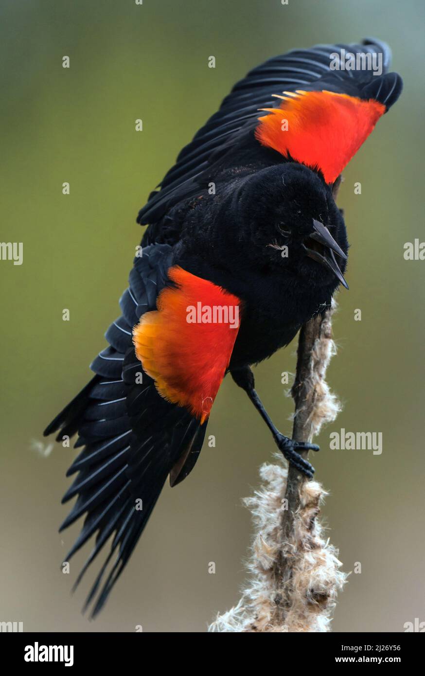 Wütender Vogel, Rotgeflügelter Amsel Stockfoto