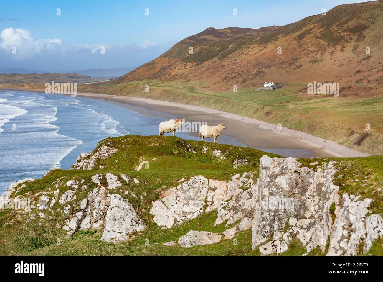 Schafe weiden in Rhossili Bay auf der Gower Peninsula, Wales Stockfoto