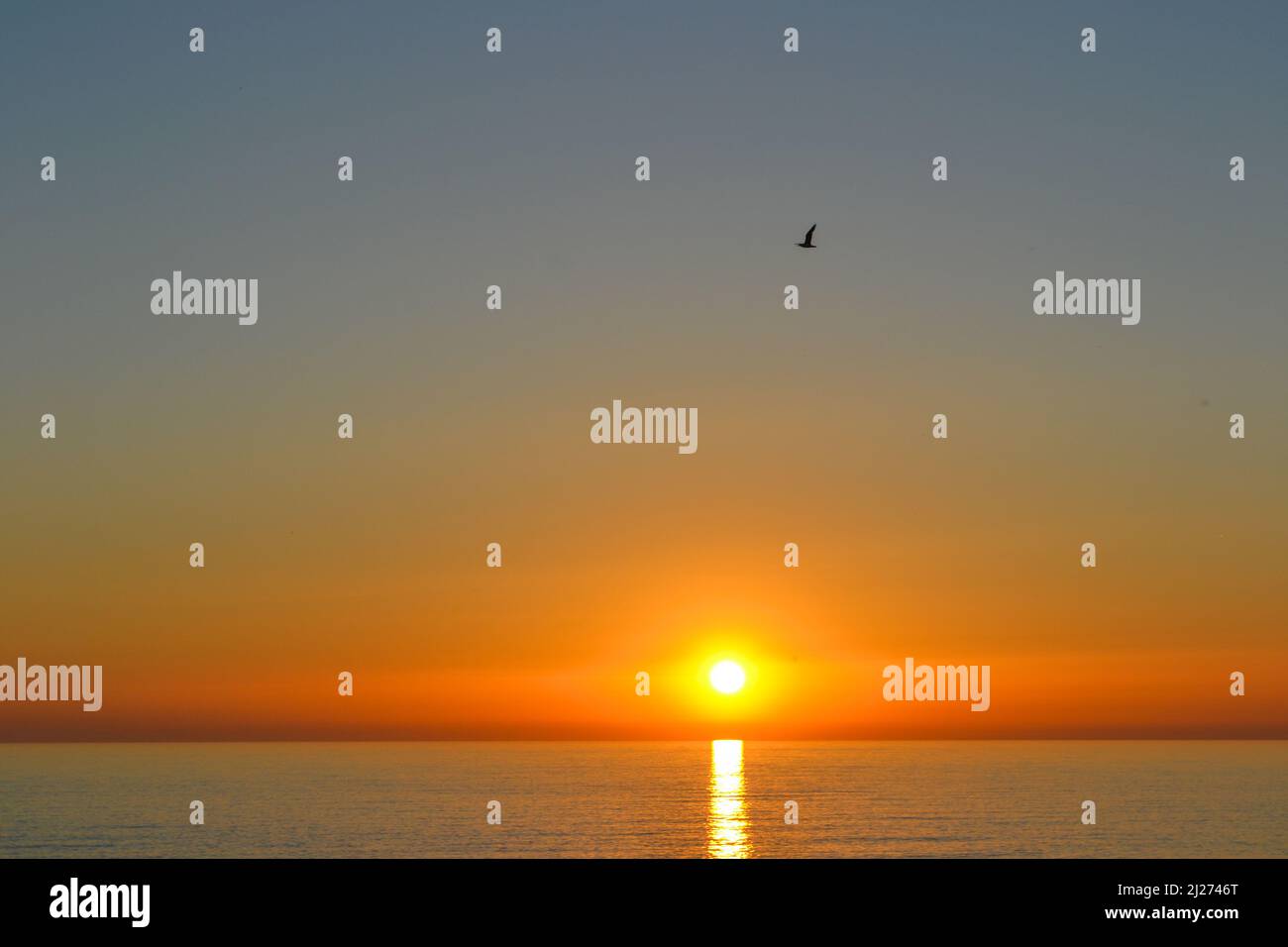 Einsamer Vogel bei Sonnenuntergang Stockfoto