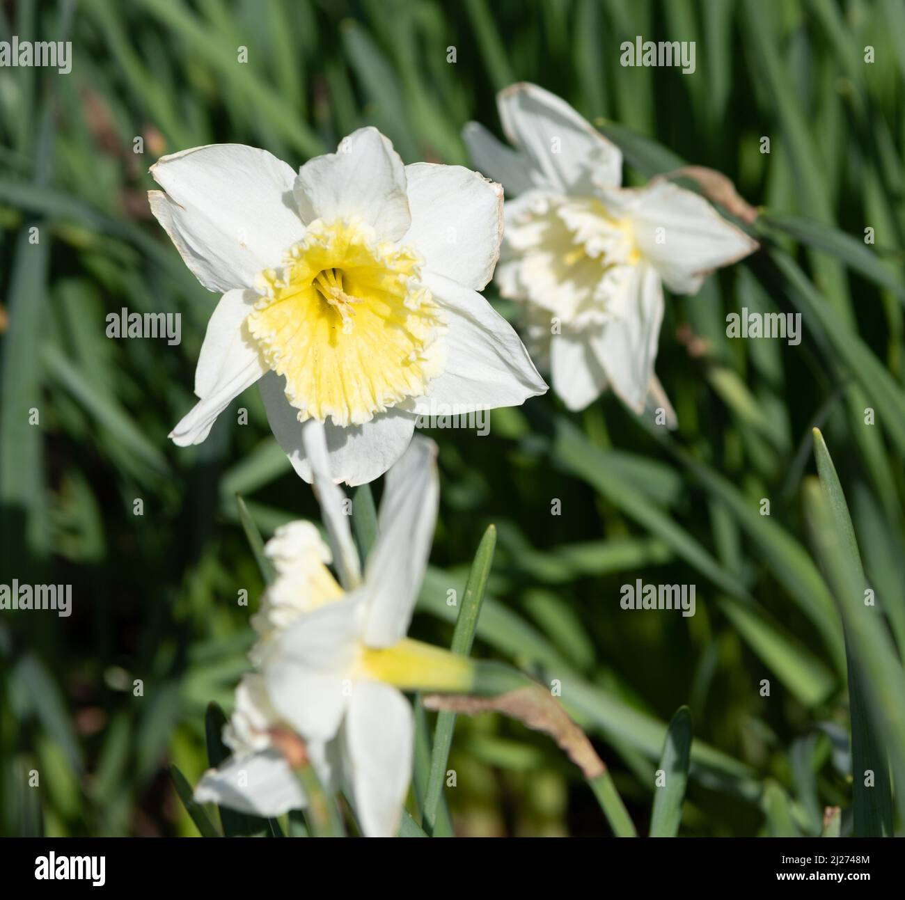Schöne Blüten von Narzissen in blühender Frühlingsnatur Stockfoto