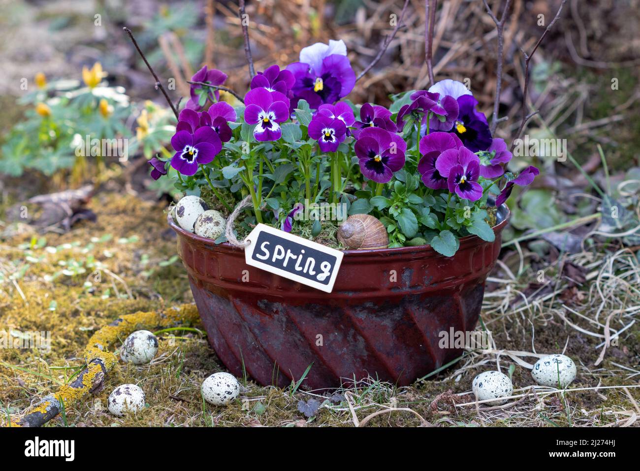 Violette Viola blüht im alten guglhupf Schimmel im Garten Stockfoto