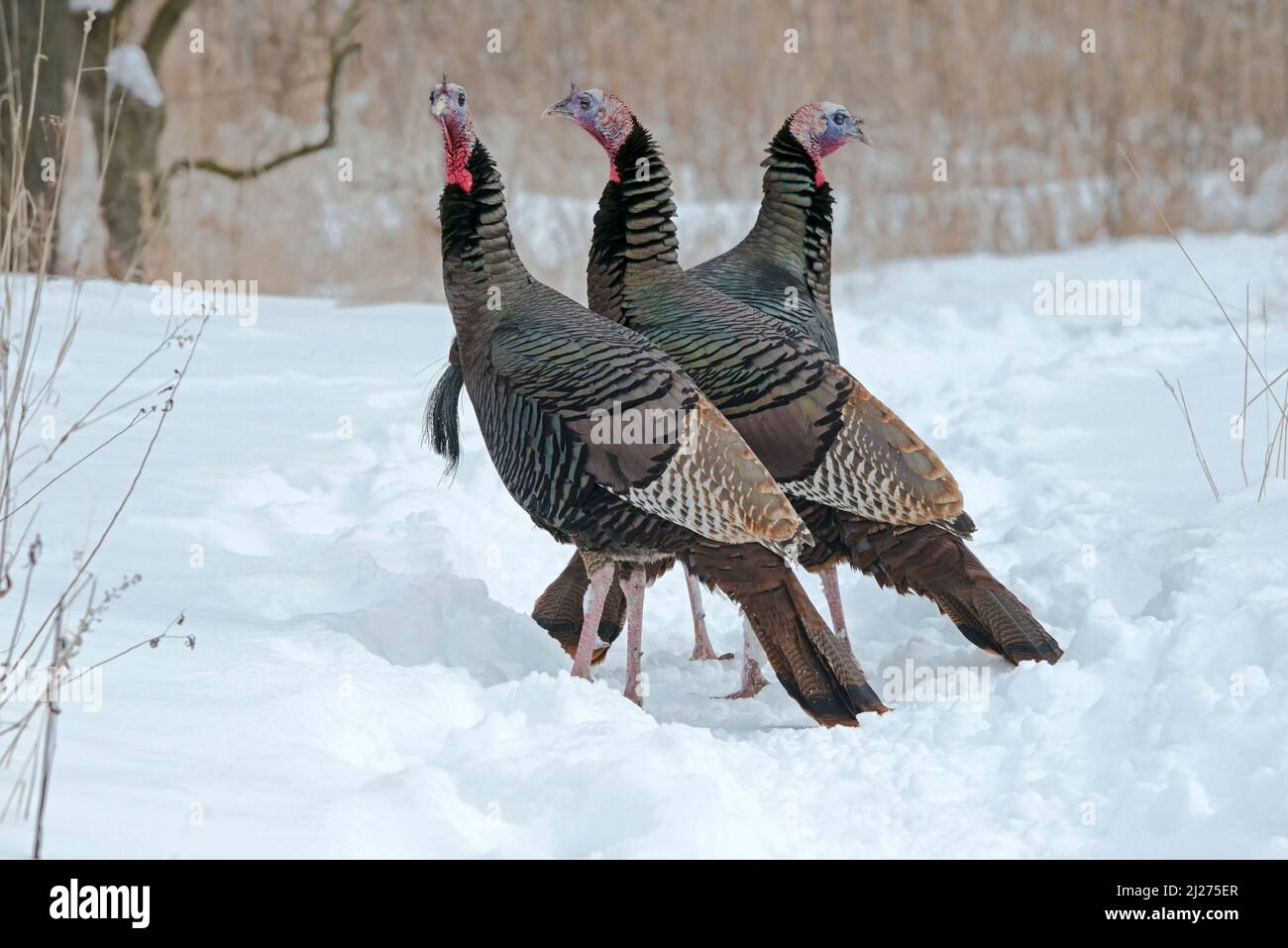 Wild Turkeys, Toms (Männer), Winter Setting, E USA, von Skip Moody/Dembinsky Photo Assoc Stockfoto