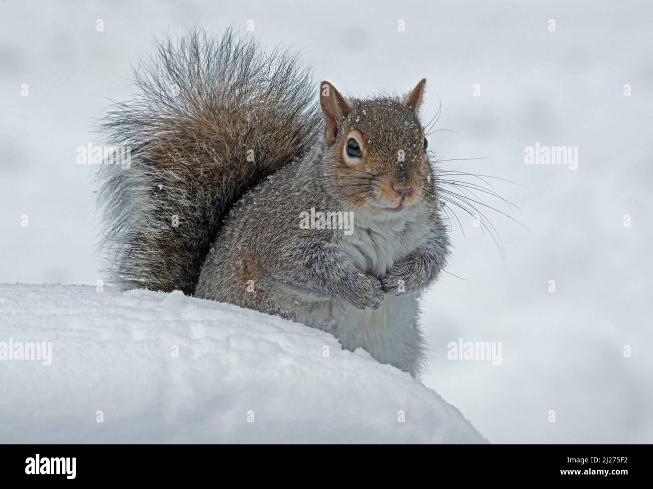 Graues Eichhörnchen im Schnee Eastern Michigan USA Stockfoto