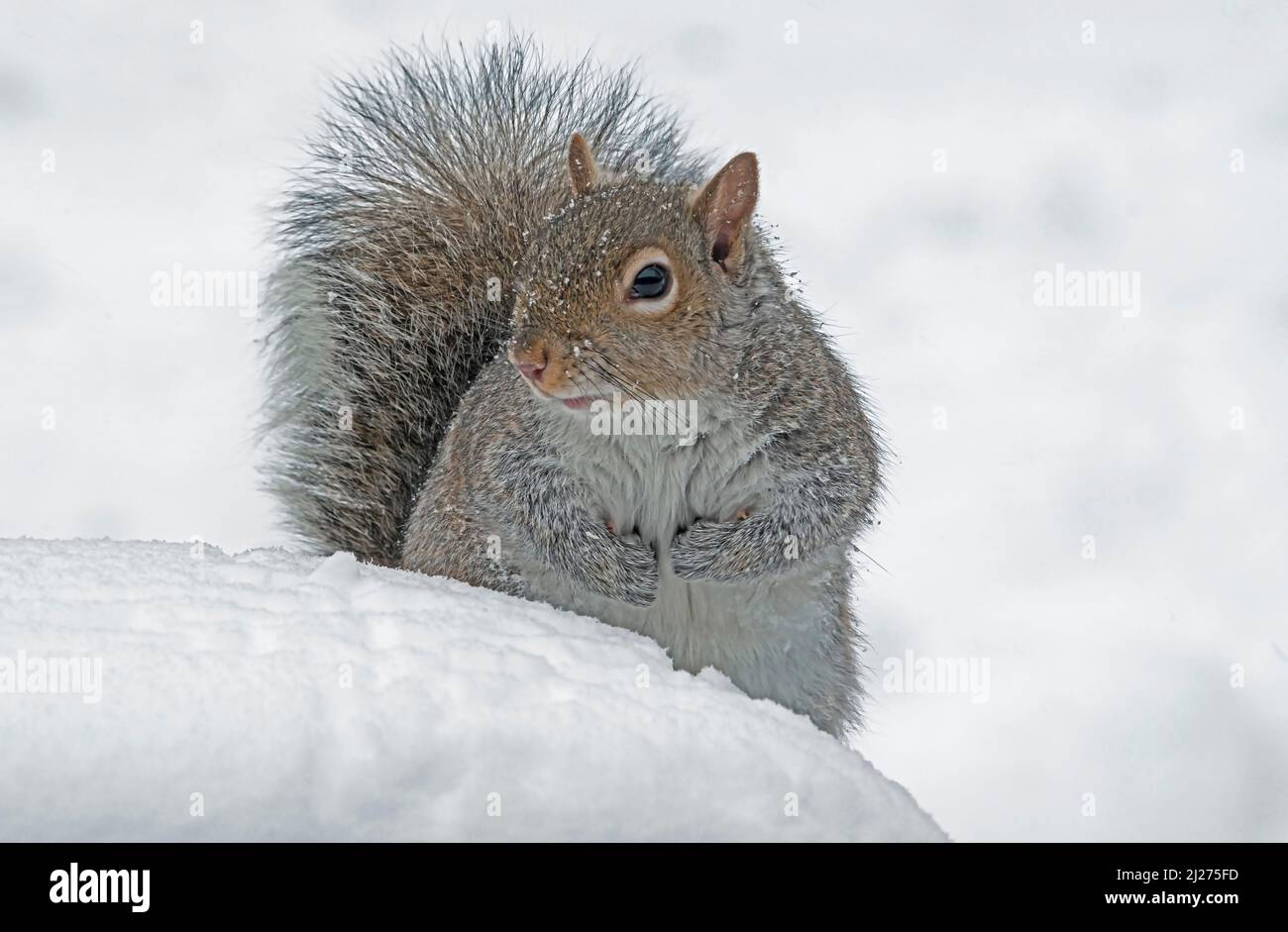 Graues Eichhörnchen im Schnee Eastern Michigan USA Stockfoto