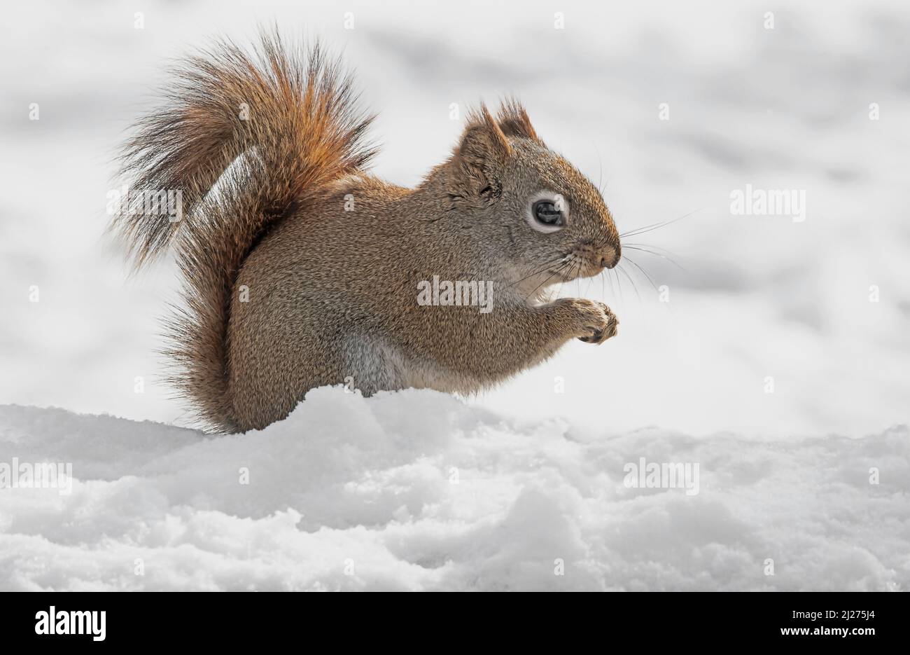 American Red Squirrel (Tamiasciurus hudsonicus), Winter Setting, E North America, von Skip Moody/Dembinsky Photo Assoc Stockfoto
