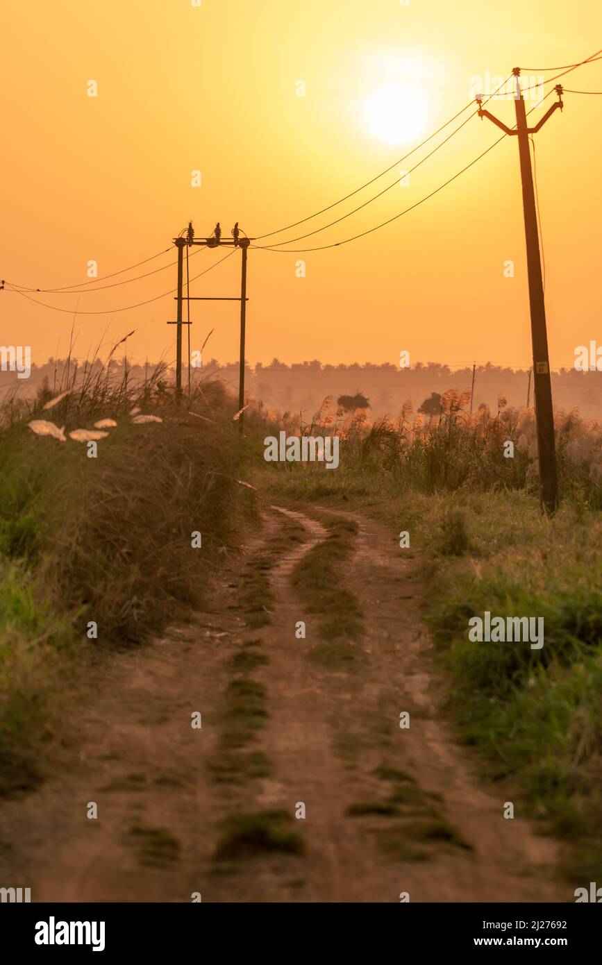 Die Sonne geht über den Reisfeldern in Thrissur, Kerala, Indien, auf Stockfoto