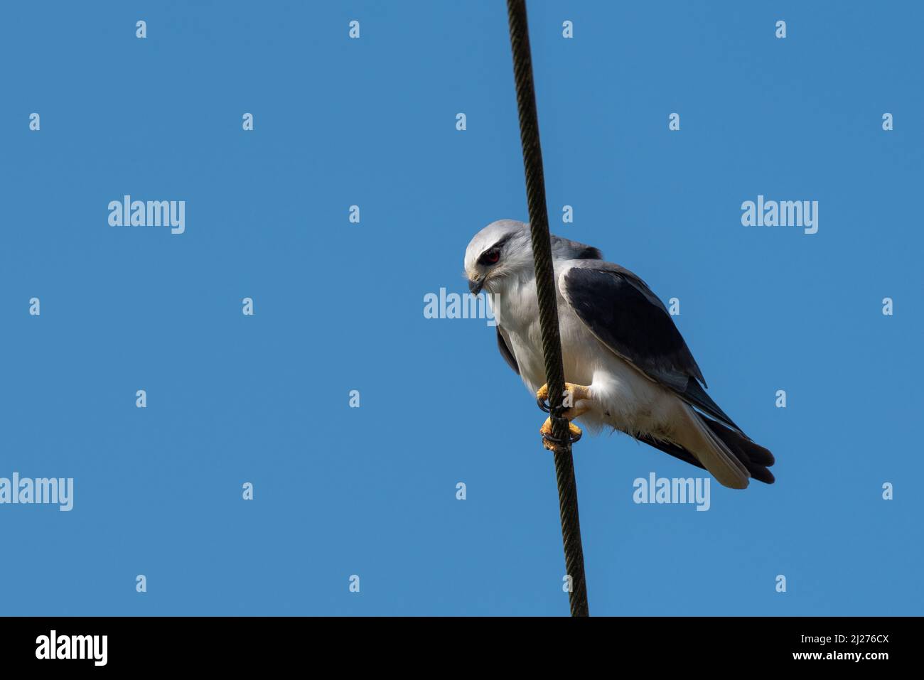 Ein schwarzer Schulterdrachen, der seine Gebiete von seinem hohen Barsch aus vermessen hat Stockfoto