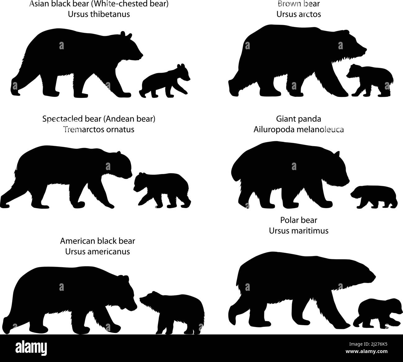 Sammlung von Silhouetten von Bären und Bärenjungen: Braunbär, amerikanischer Schwarzbär, Eisbär, Riesenpanda, asiatischer Schwarzbär, Brillenbär Stock Vektor