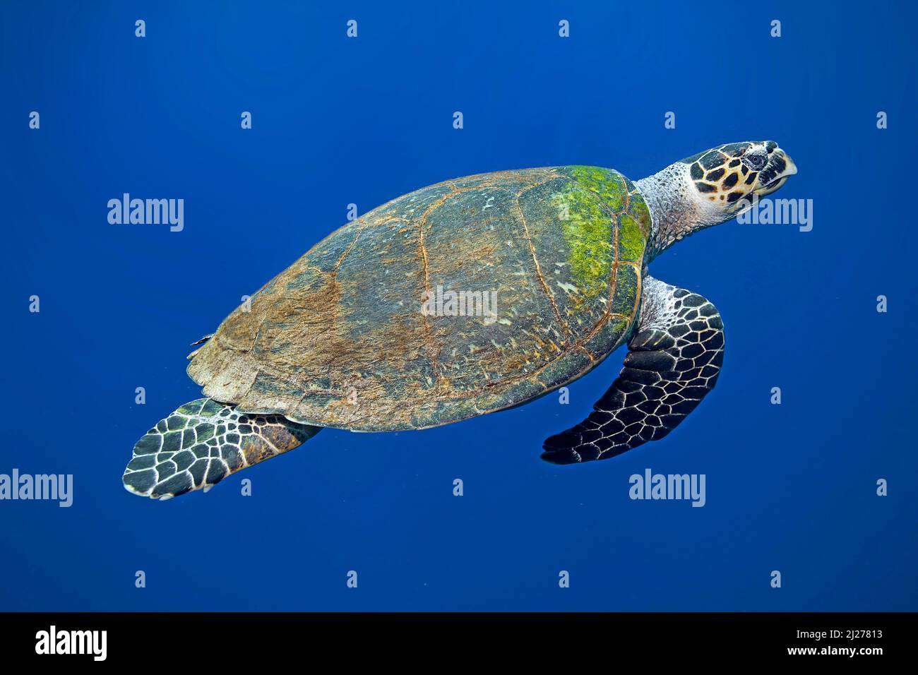 Karettschildkröte (Eretmochelys imbricata) Schwimmen im blauen Wasser, Marsa Alam, Ägypten Stockfoto