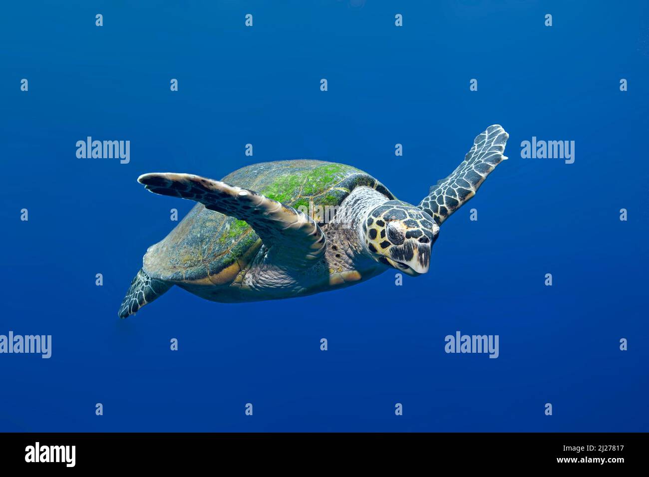 Karettschildkröte (Eretmochelys imbricata) Schwimmen im blauen Wasser, Marsa Alam, Ägypten Stockfoto