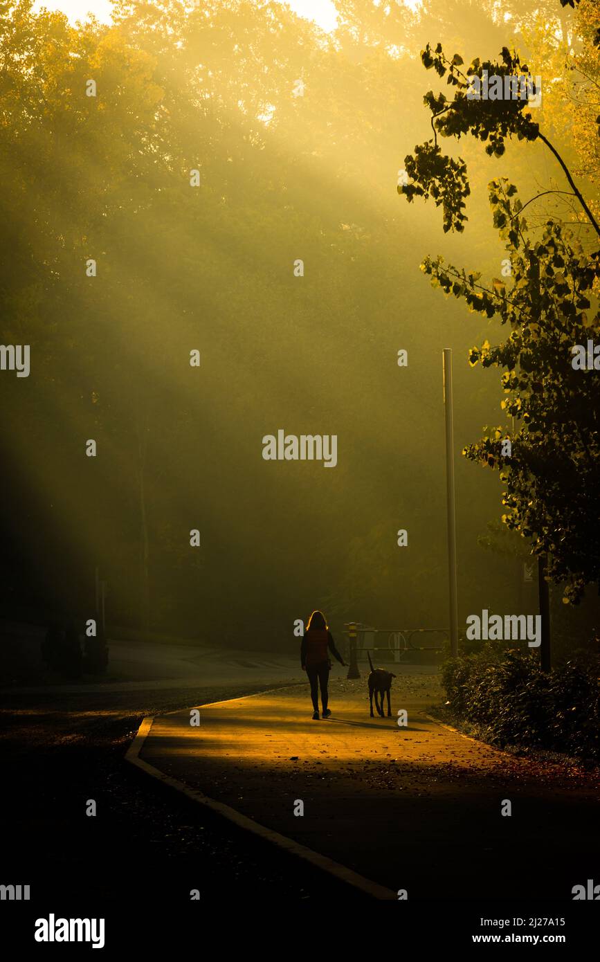 Eine Frau geht am frühen Morgen mit ihrem Hund, der von Sonnenstrahlen durch den Nebel erleuchtet wird Stockfoto