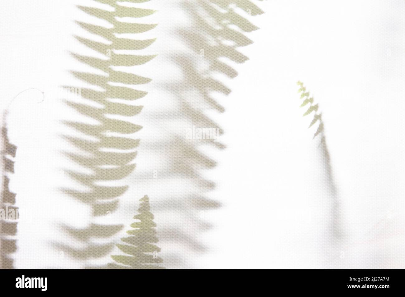 Abstraktes Naturmuster mit Schatten. Grauer Schattenhintergrund aus natürlichen Blättern, Farnzweige, die auf eine weiße Wand fallen, Textur für Hintergrund und Tapete, schwarz und weiß. Stockfoto