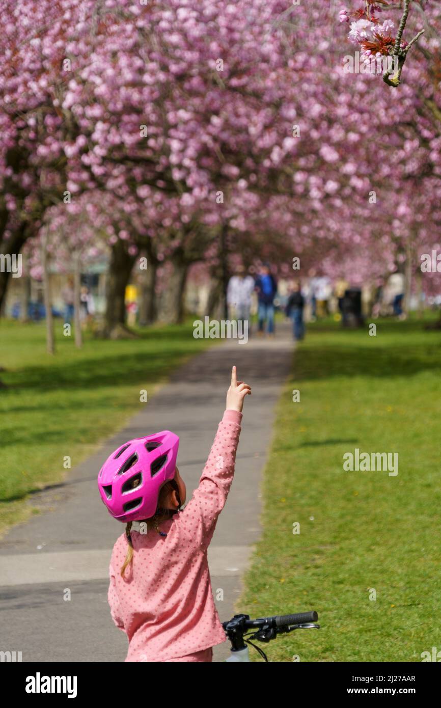 Ein süßes kleines Mädchen auf dem Fahrrad, das einen rosafarbenen Plastikhelm trägt, zeigt auf einen Zweig mit einem Haufen rosafarbener Kirschblüten, Stray Reign, Harrogate, Großbritannien. Stockfoto