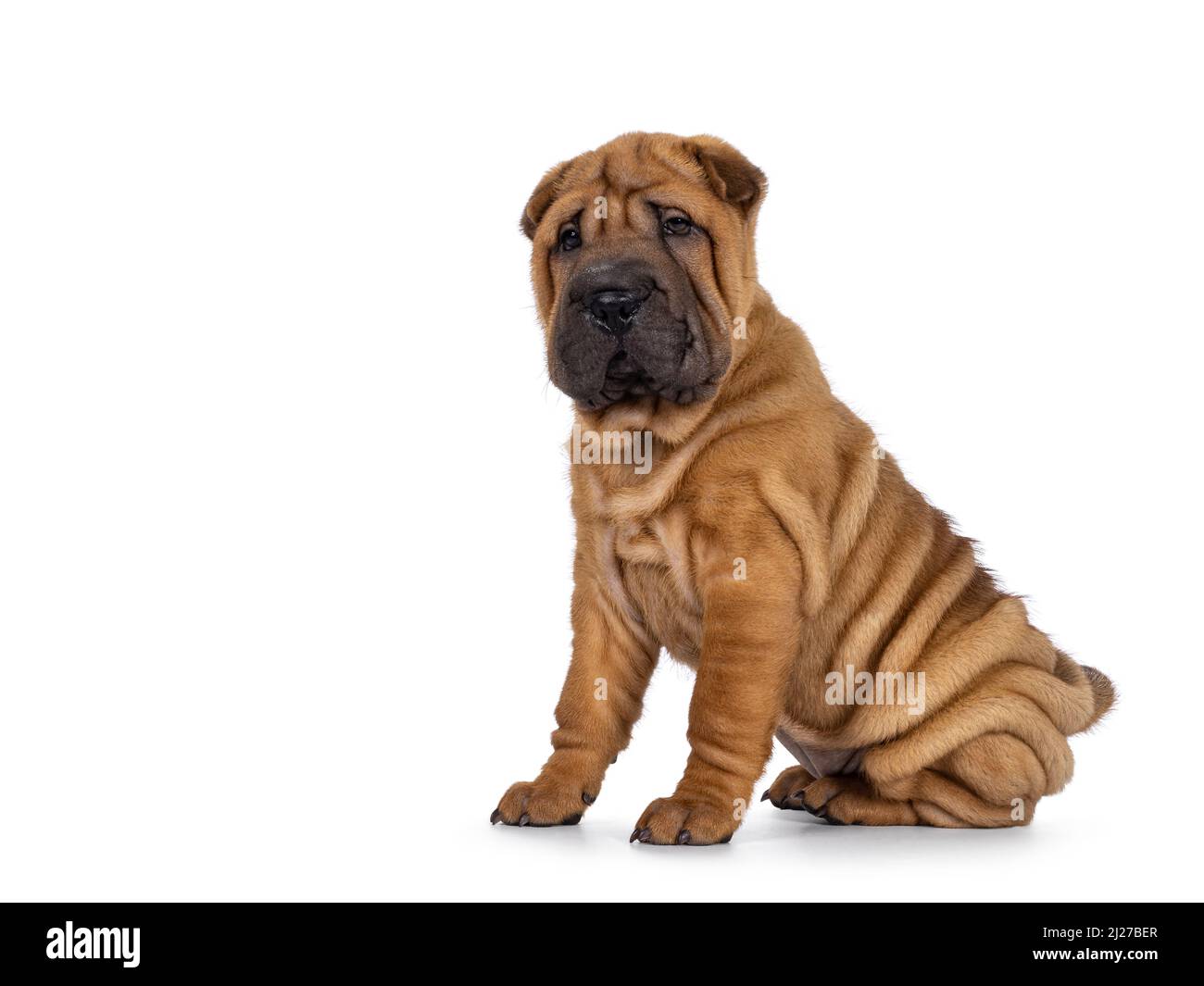 Liebenswert Shar-pei Hund Welpen, sitzen Seite Wege. Blick in Richtung Kamera mit niedlichen droopy Augen. Isoliert auf weißem Hintergrund. Stockfoto