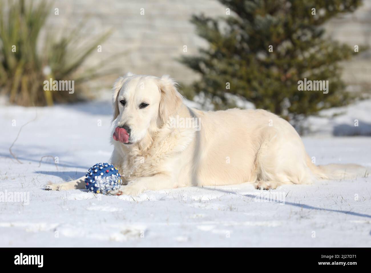 Golden Retriever spielt mit einem Ball im Freien im Wintergarten mit Schnee Stockfoto