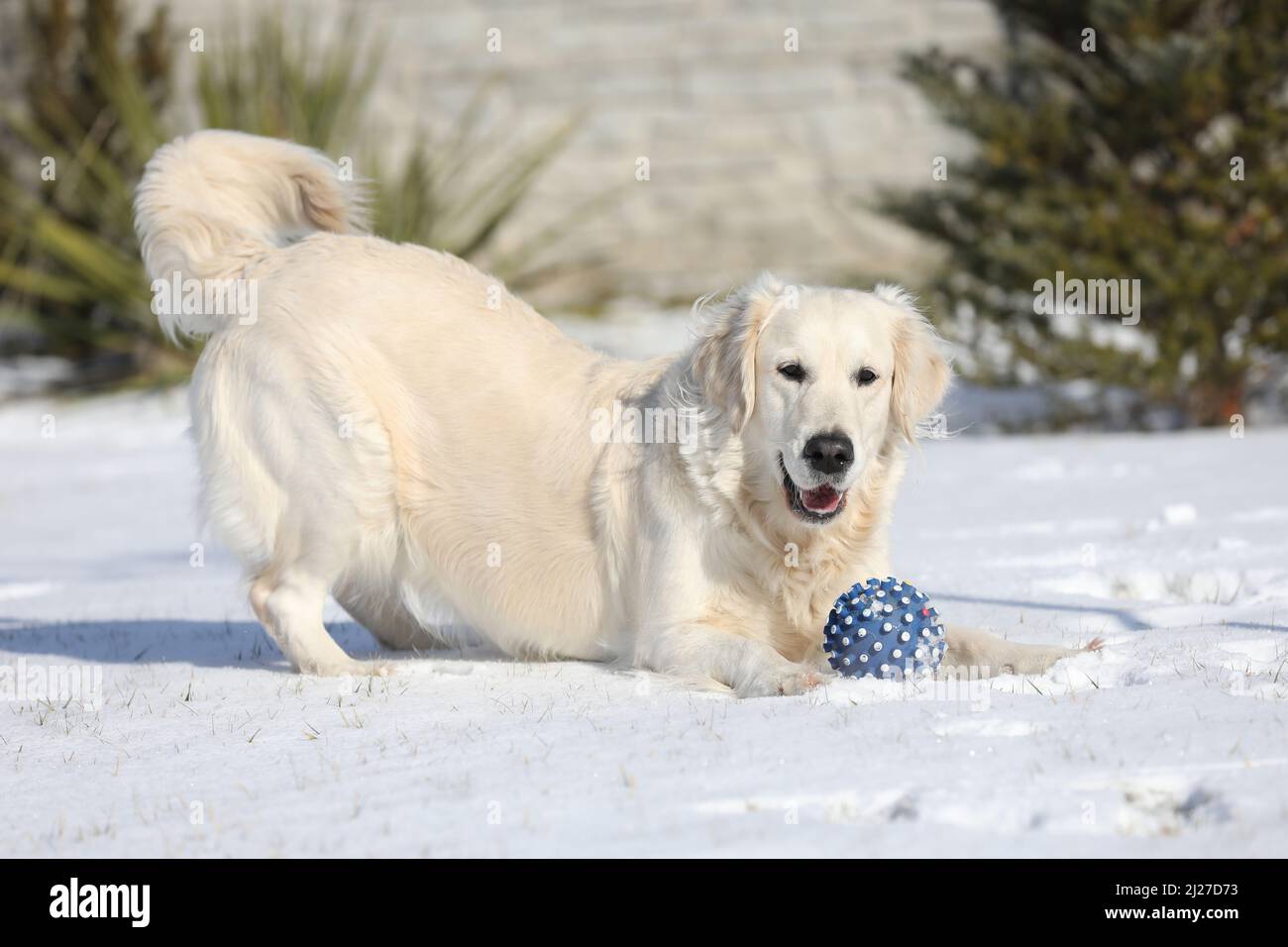 Golden Retriever spielt mit einem Ball im Freien im Wintergarten mit Schnee Stockfoto