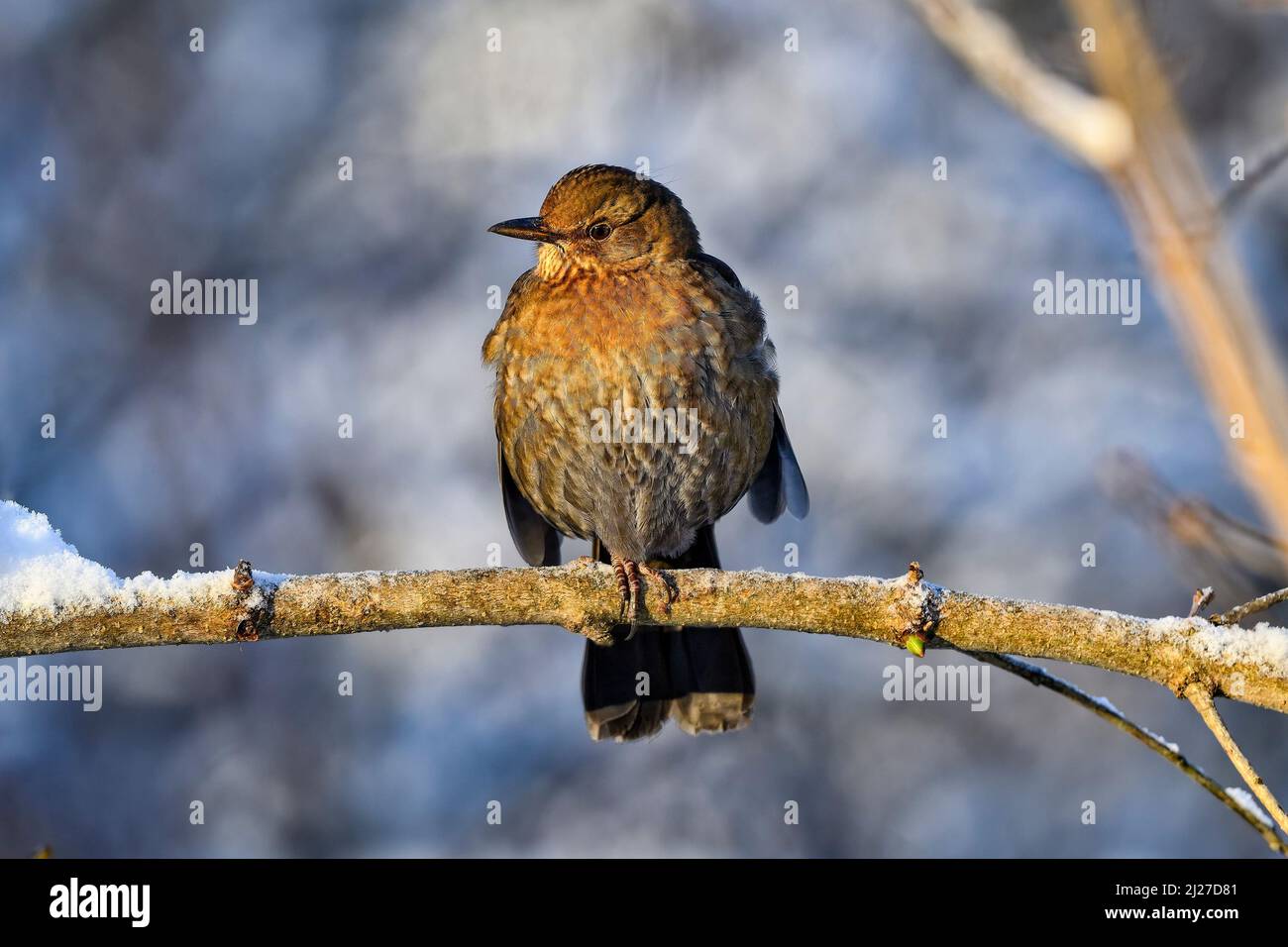 Blackbird thront im Winter Stockfoto