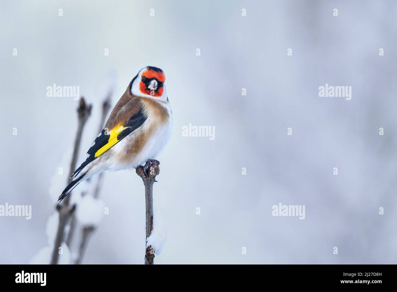 Goldfinch bei kaltem Winterwetter Stockfoto