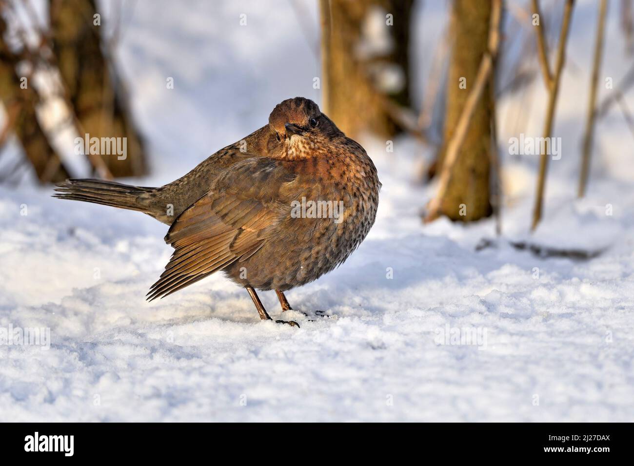 Blackbird puffte im Winter auf Schnee Stockfoto